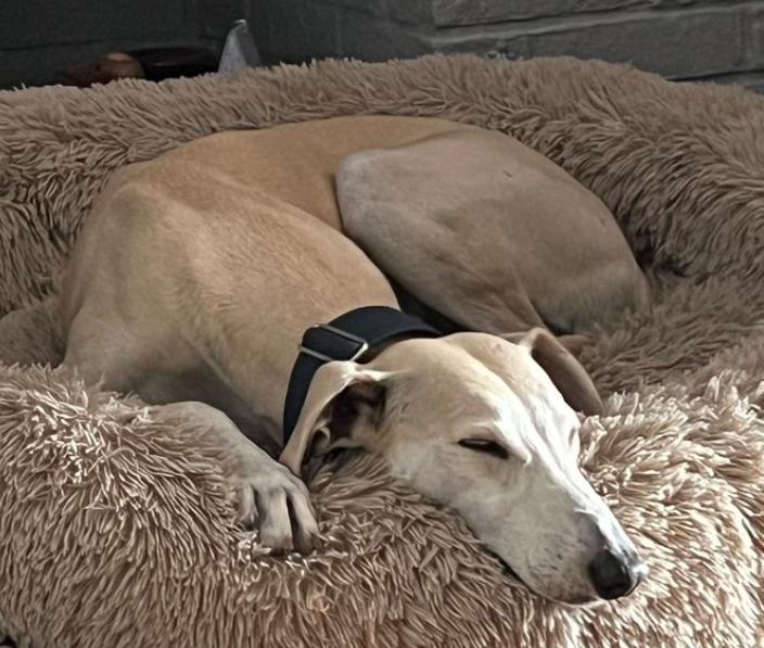 Lurcher Dogs