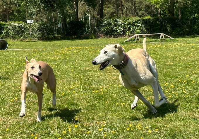 Lurcher Dogs