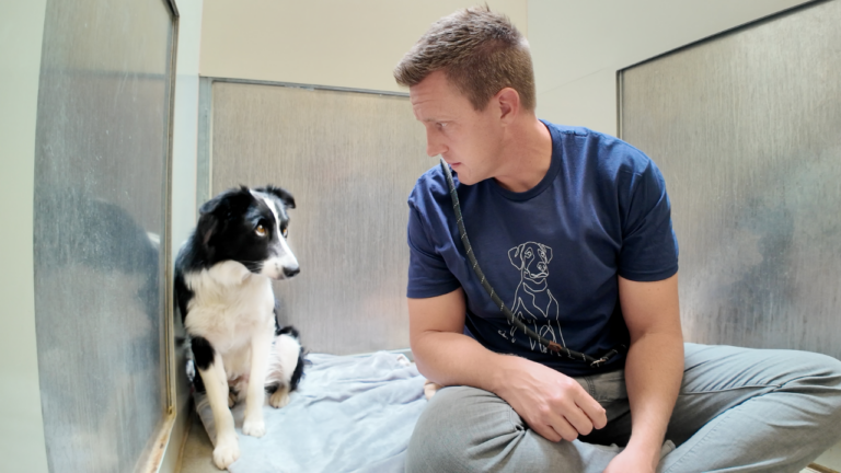 Sitting with dogs 64: Watch this Scared Border Collie React to His First Toy