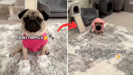 Dog Zoomies Go Viral: Pug in Pink Robe Sprints Like a Pro Leaving Internet in Stitches!