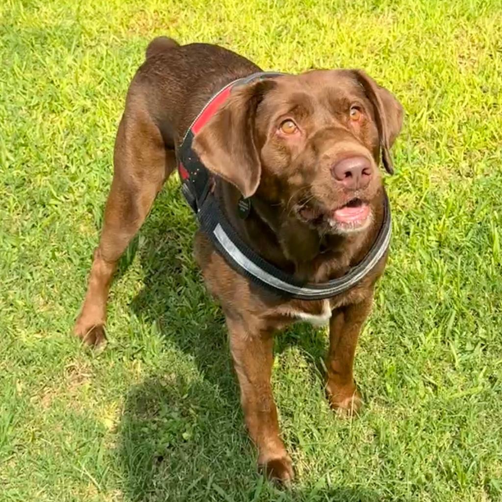 Sherman the Chocolate Lab