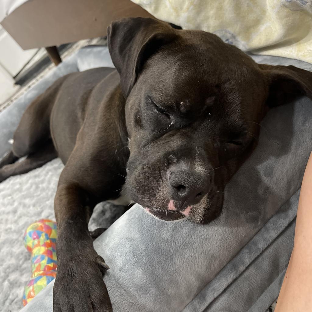 Kona the Pocket Boxer-Pittie