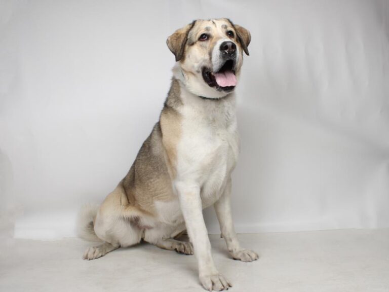 Dog that has been in shelter for 2 yrs