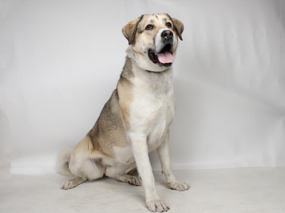 Dog that has been in shelter for 2 yrs