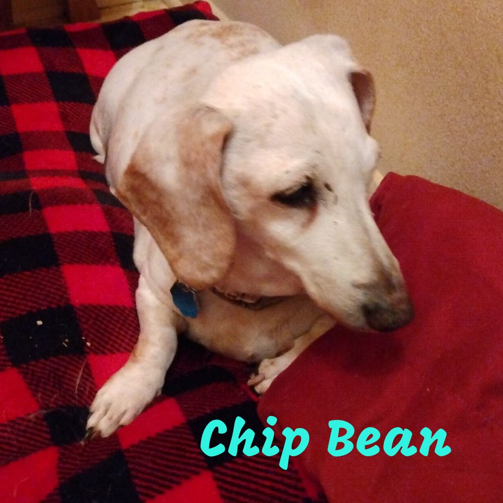 Chip Bean +