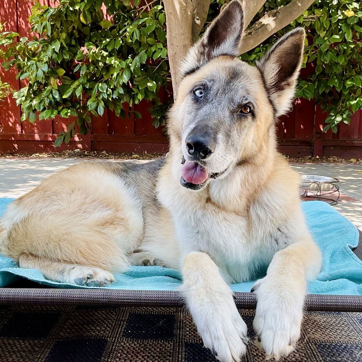 Max
