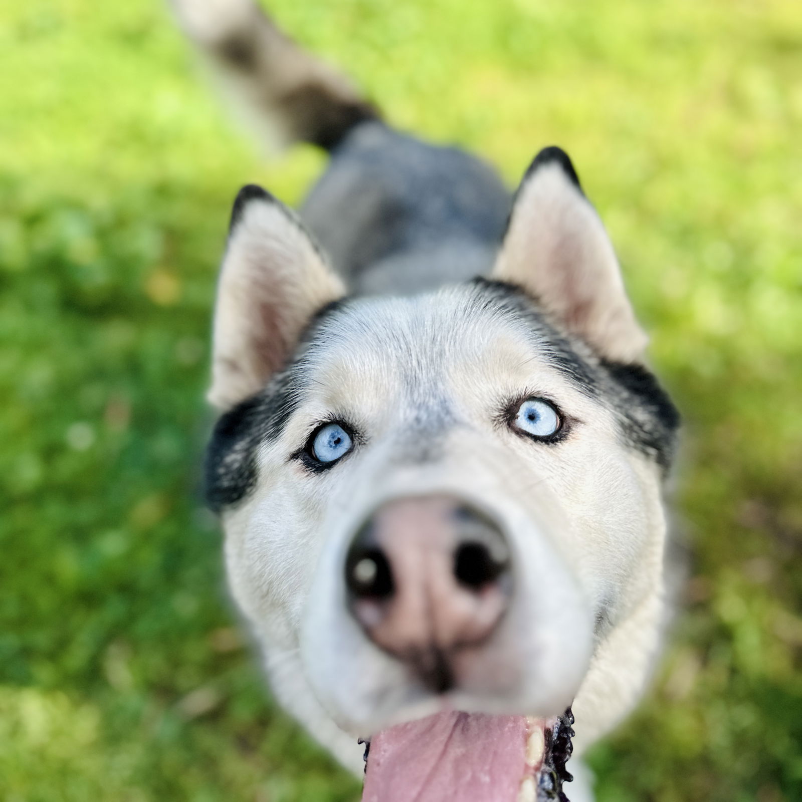 Gus