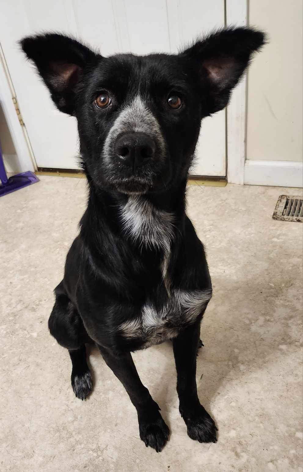 Border Collie Brats Momma Luna