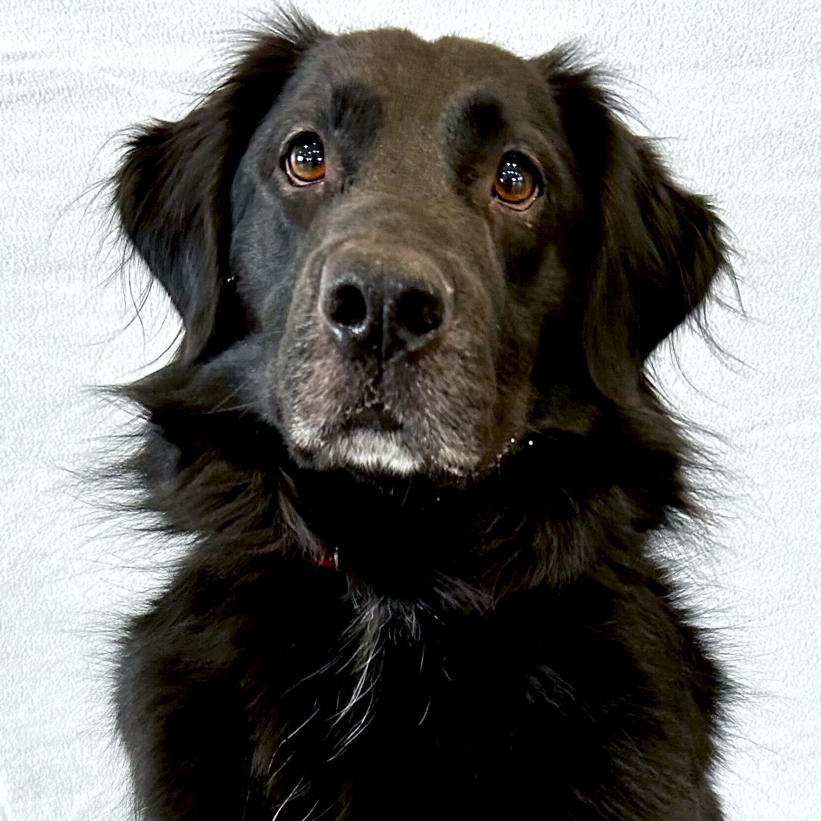 Charlie - Name Your Own Adoption Fee!