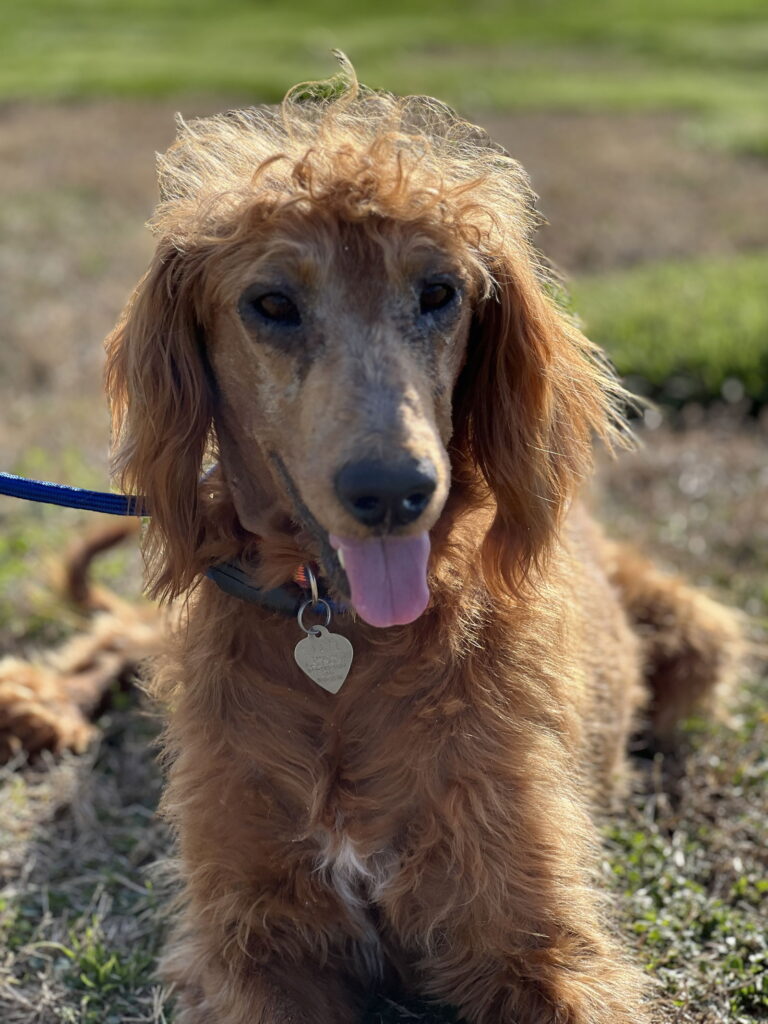 Gentle Dog with a Rare Health Condition Awaits a Family Who Will See His Loving Heart