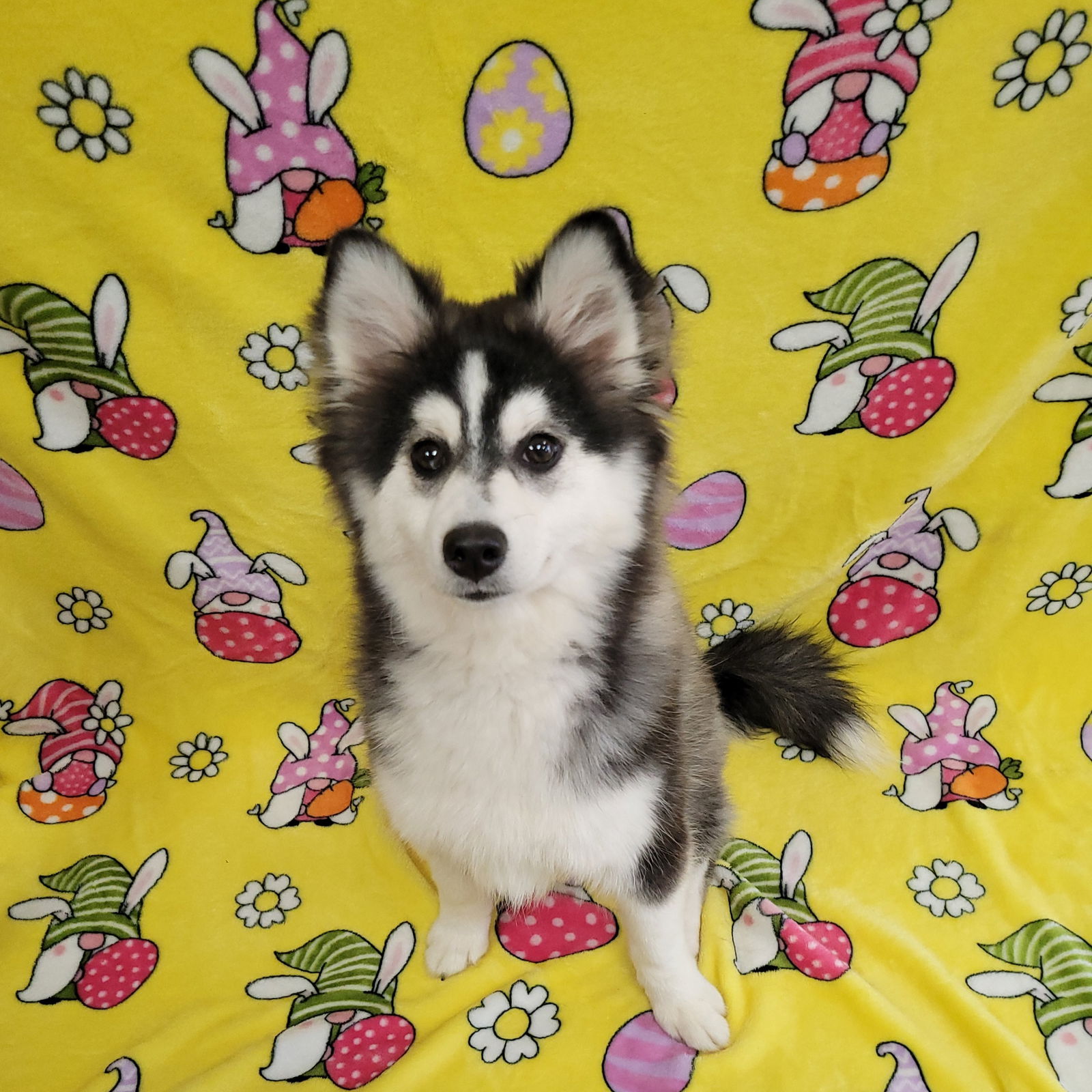 Kai