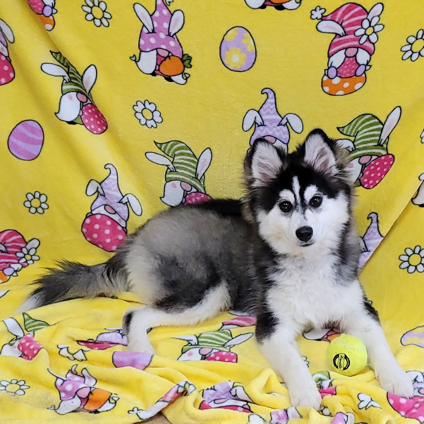 Kai