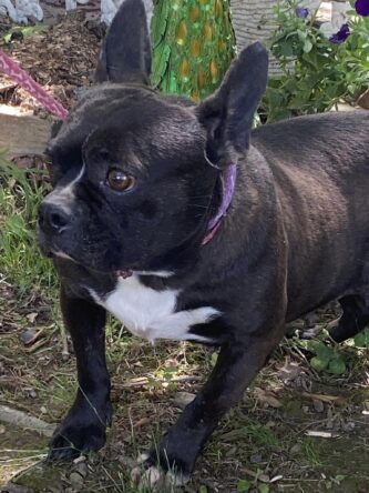 BONNIE