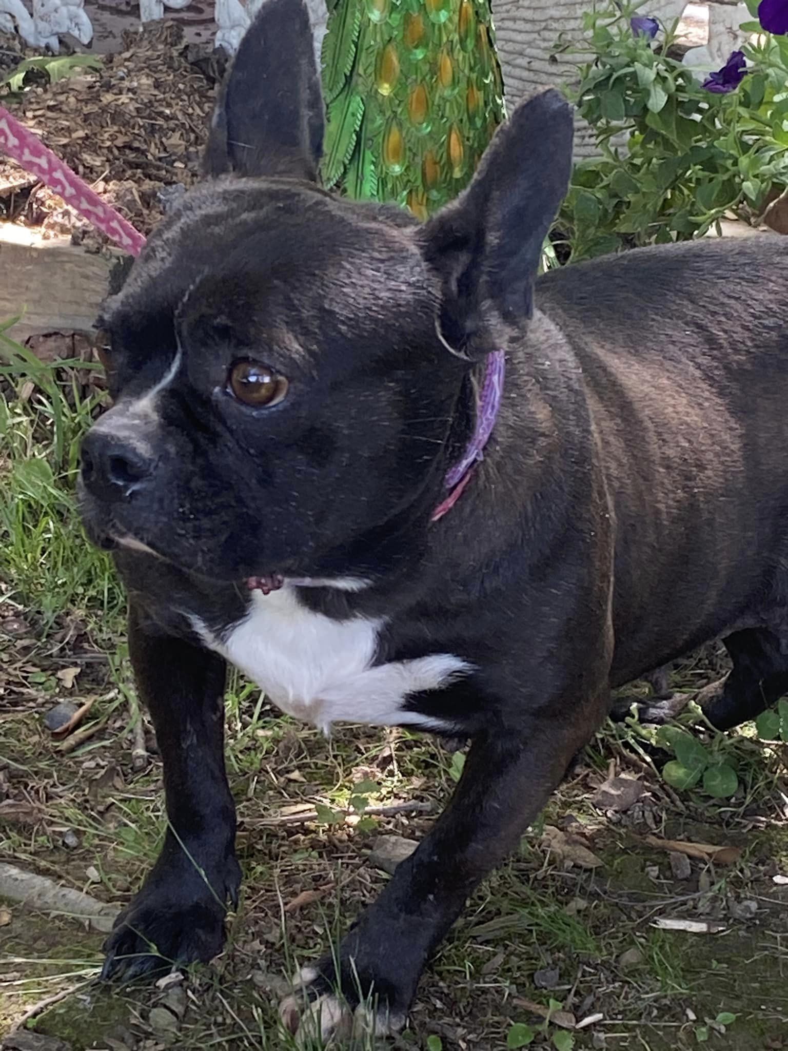 BONNIE