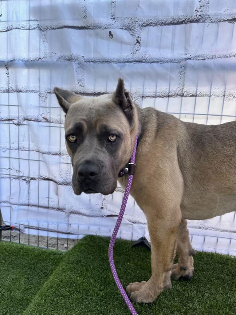 Ashley ADOPTION PENDING