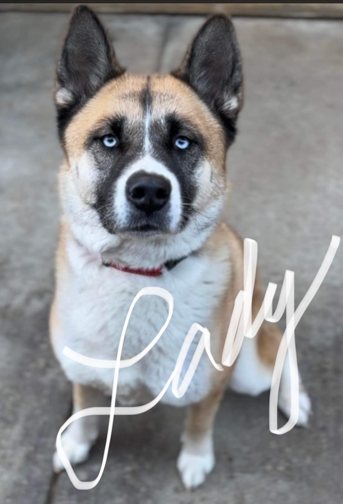 Lady