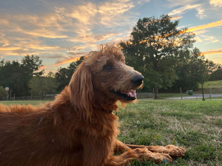 Gentle Dog with a Rare Health Condition Awaits a Family Who Will See His Loving Heart