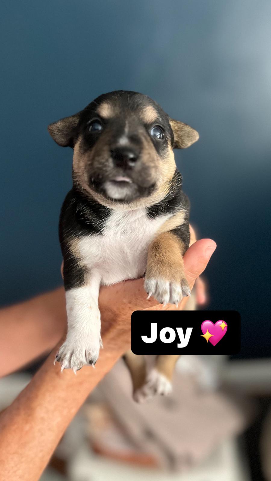 Joy