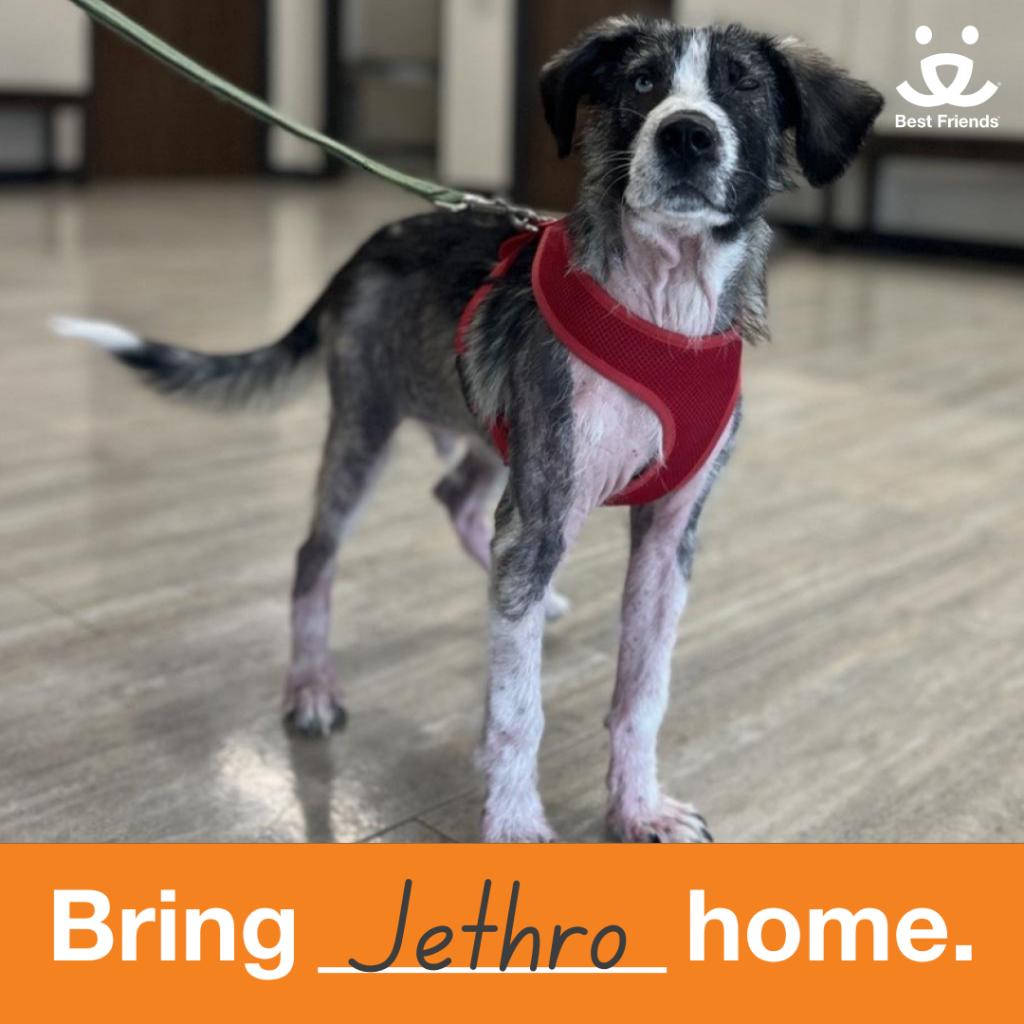 Jethro
