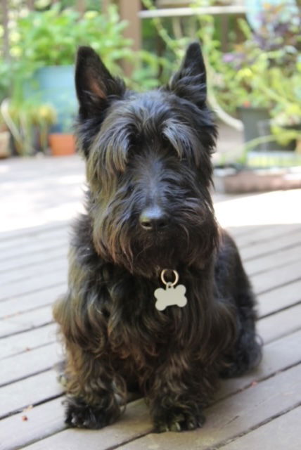 Cozmo - Gorgeous Scottish Terrier