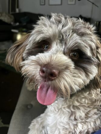 Chewy (Henderson)