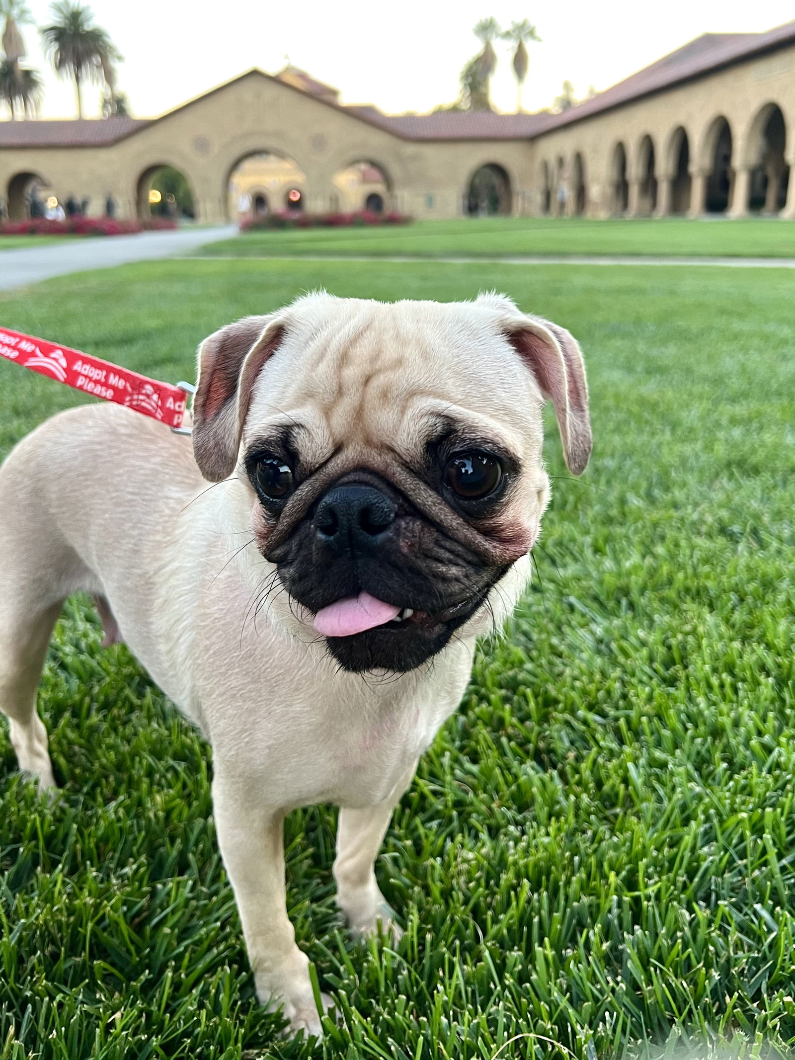 Petunia the Pug