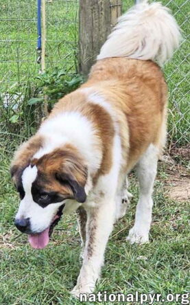Arlo in TN - Sweet, Goofy & Playful!