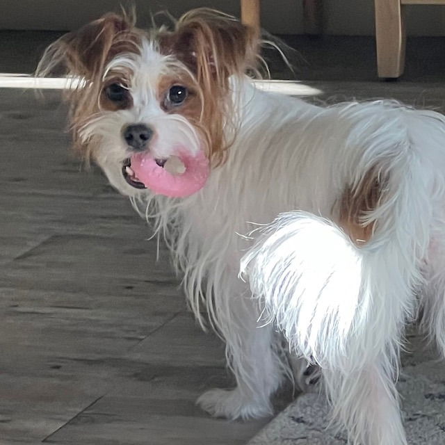 Daisy - Adopt Me!