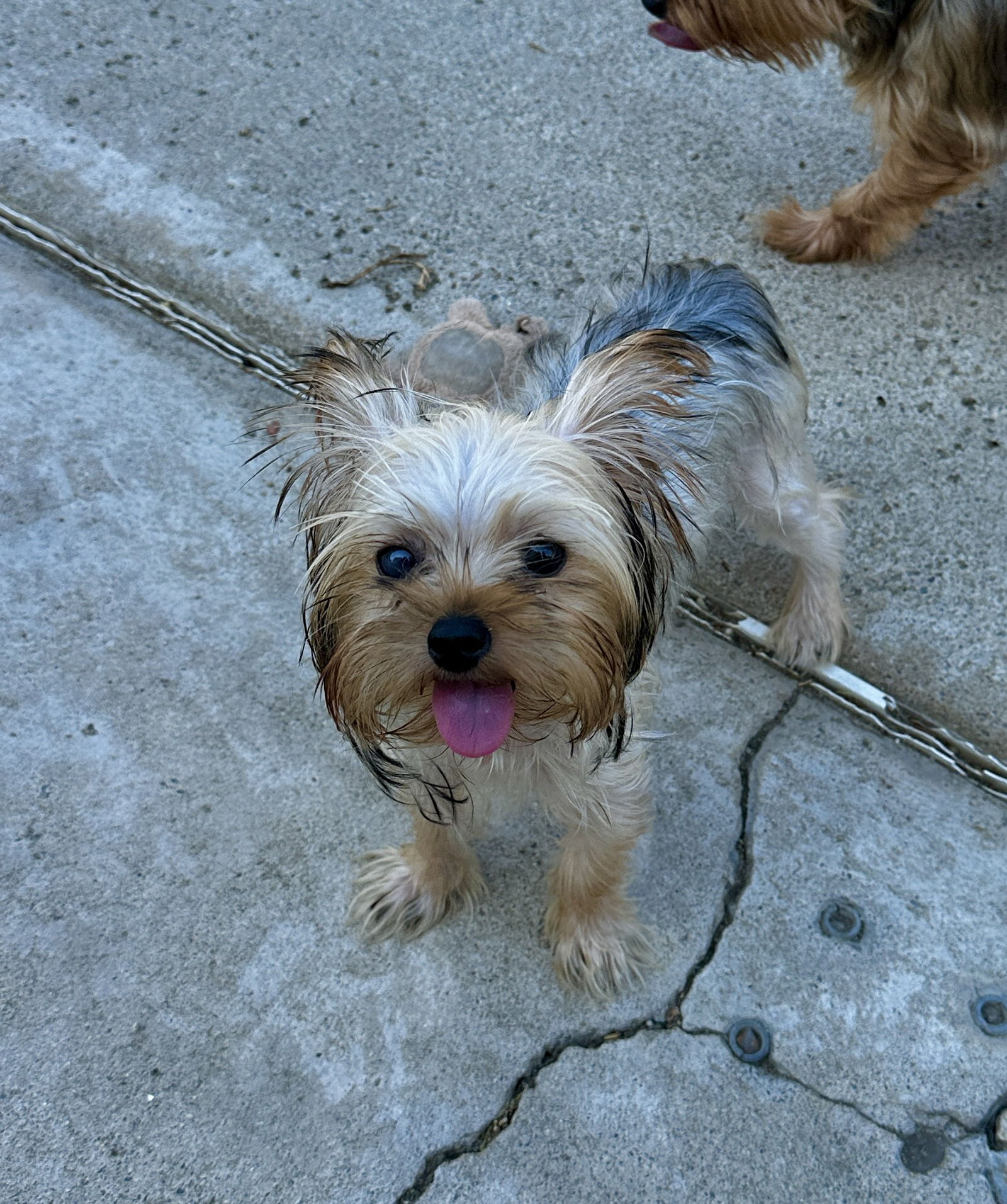 Nutmeg
