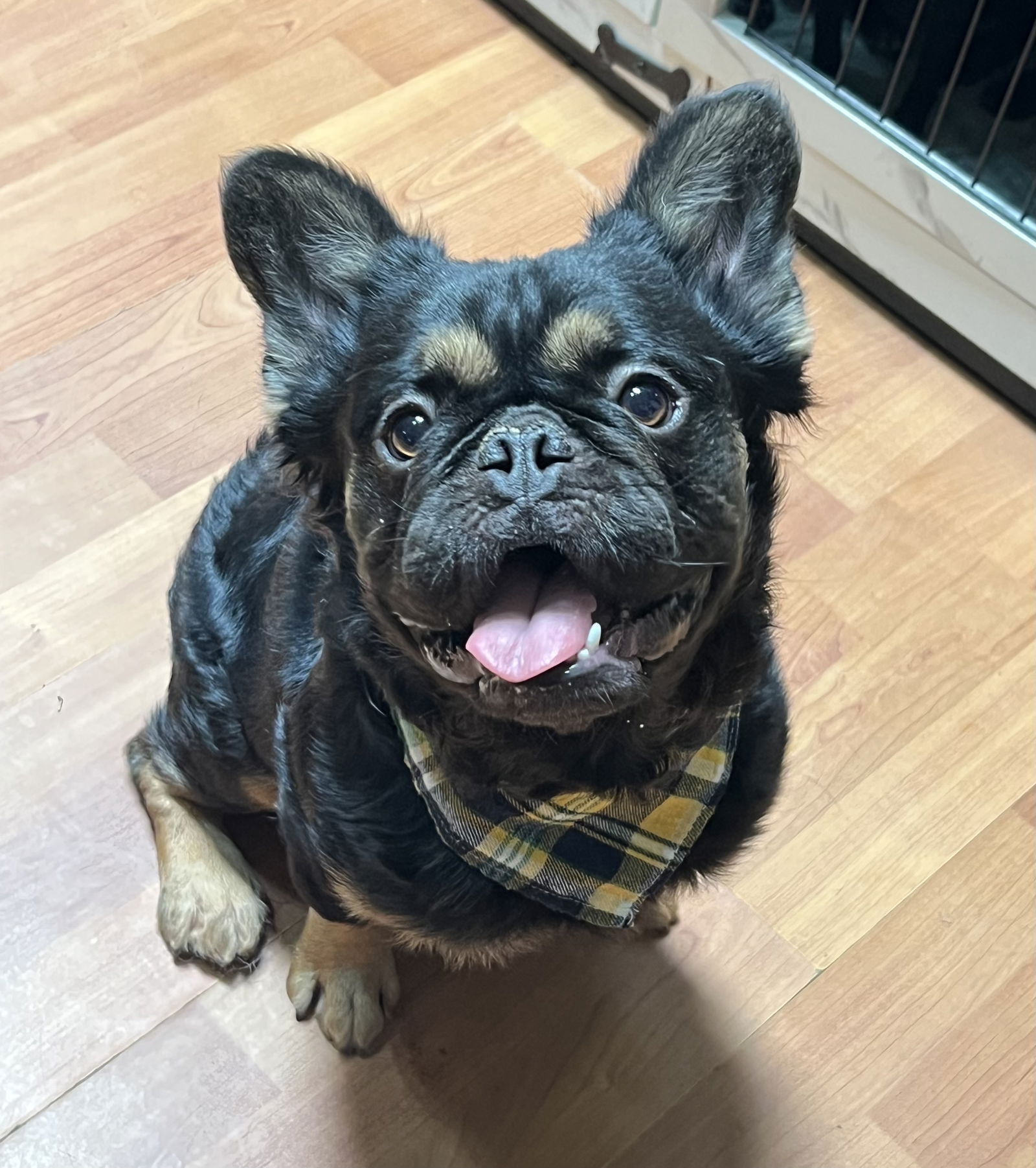 Wookie up for Adoption Rocky Kanaka