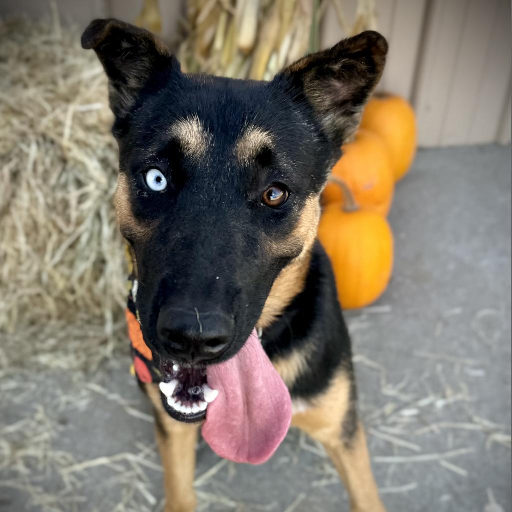Sadie