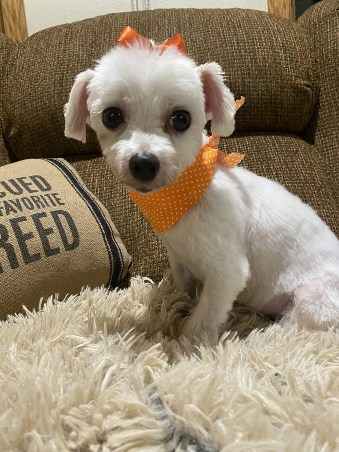 Lily up for Adoption Rocky Kanaka