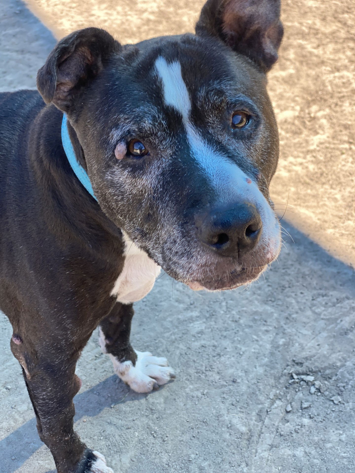 2410-0479 Boss (Hospice adoption)