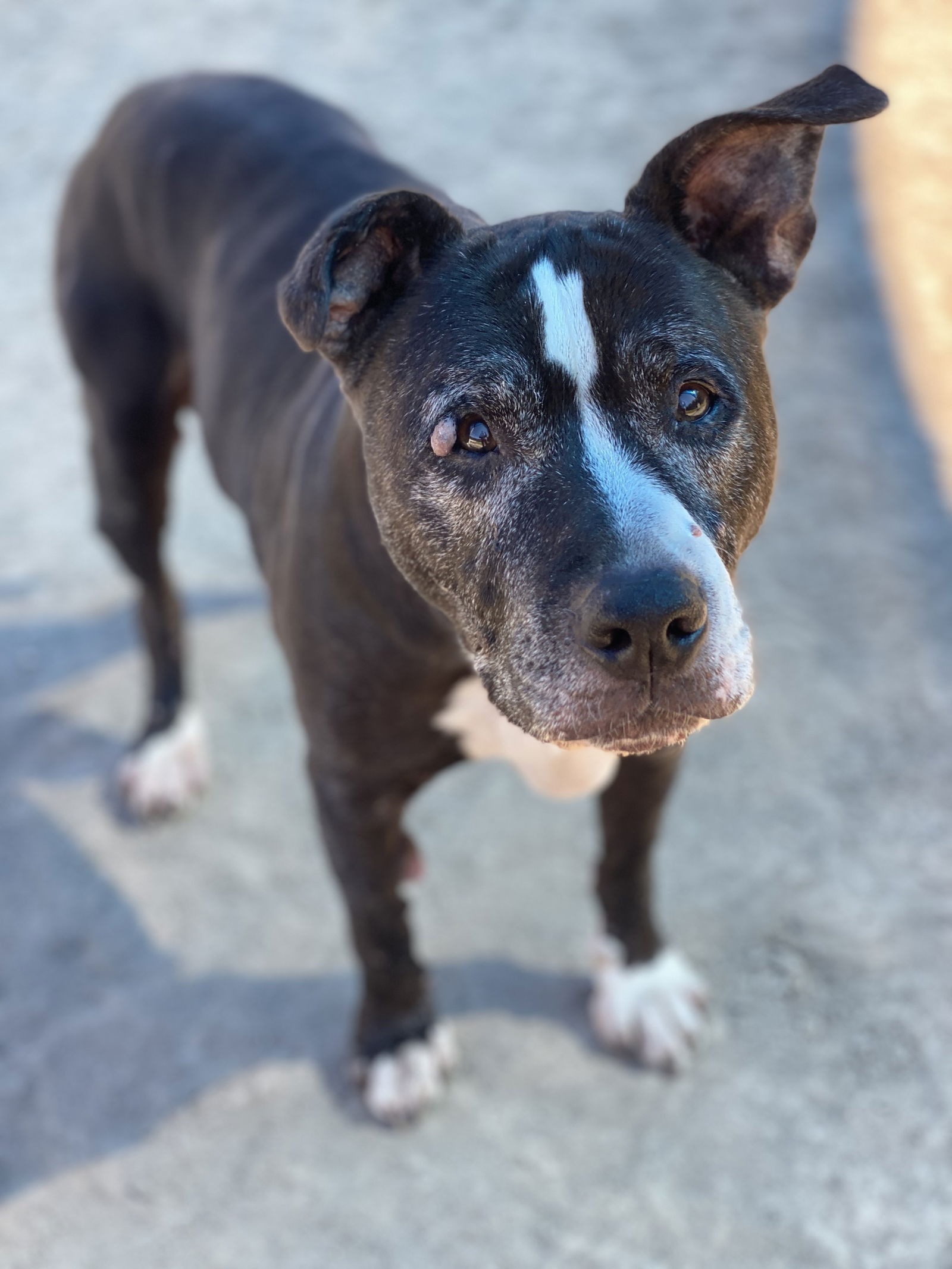 2410-0479 Boss (Hospice adoption)