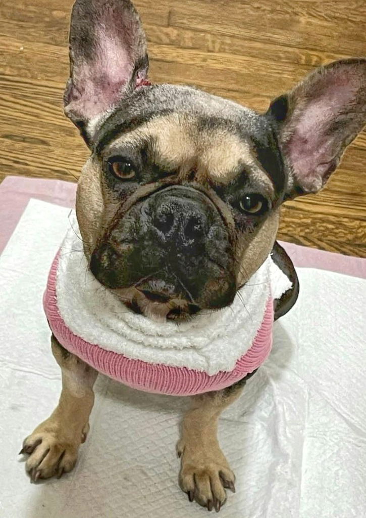 Gigi - Adopt Me!