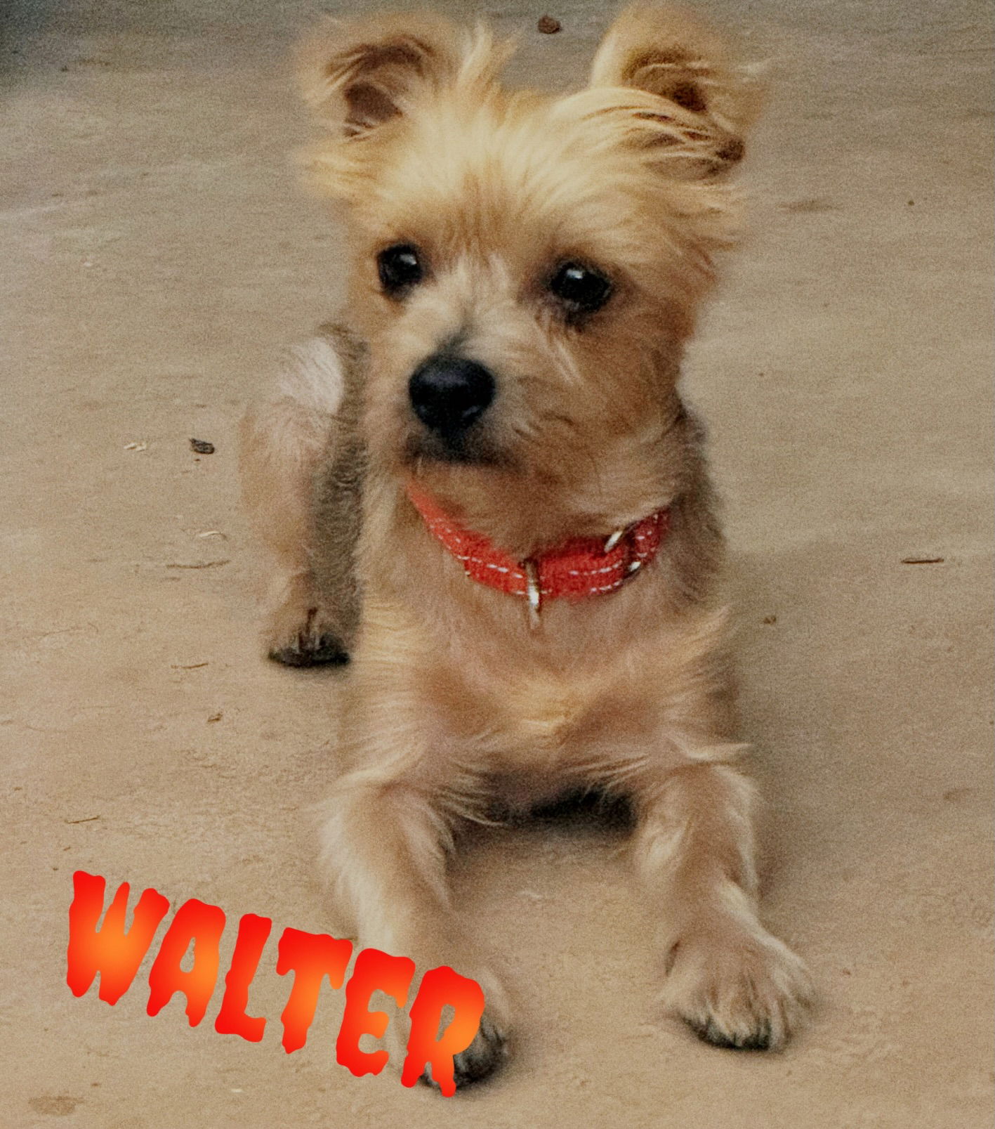 Walter