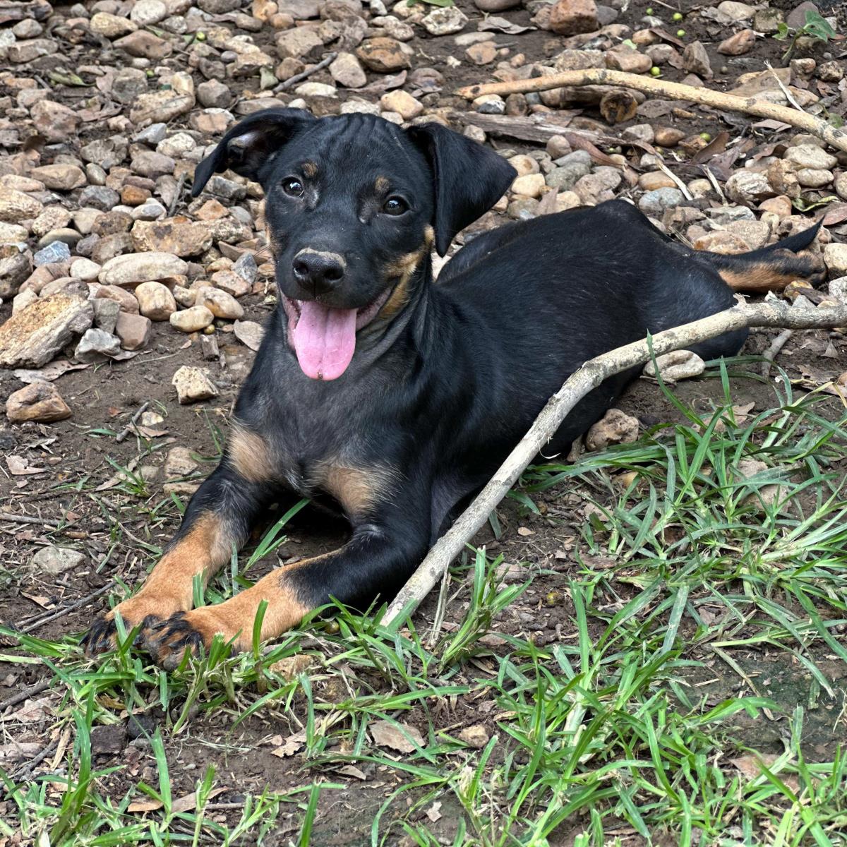 Archie
