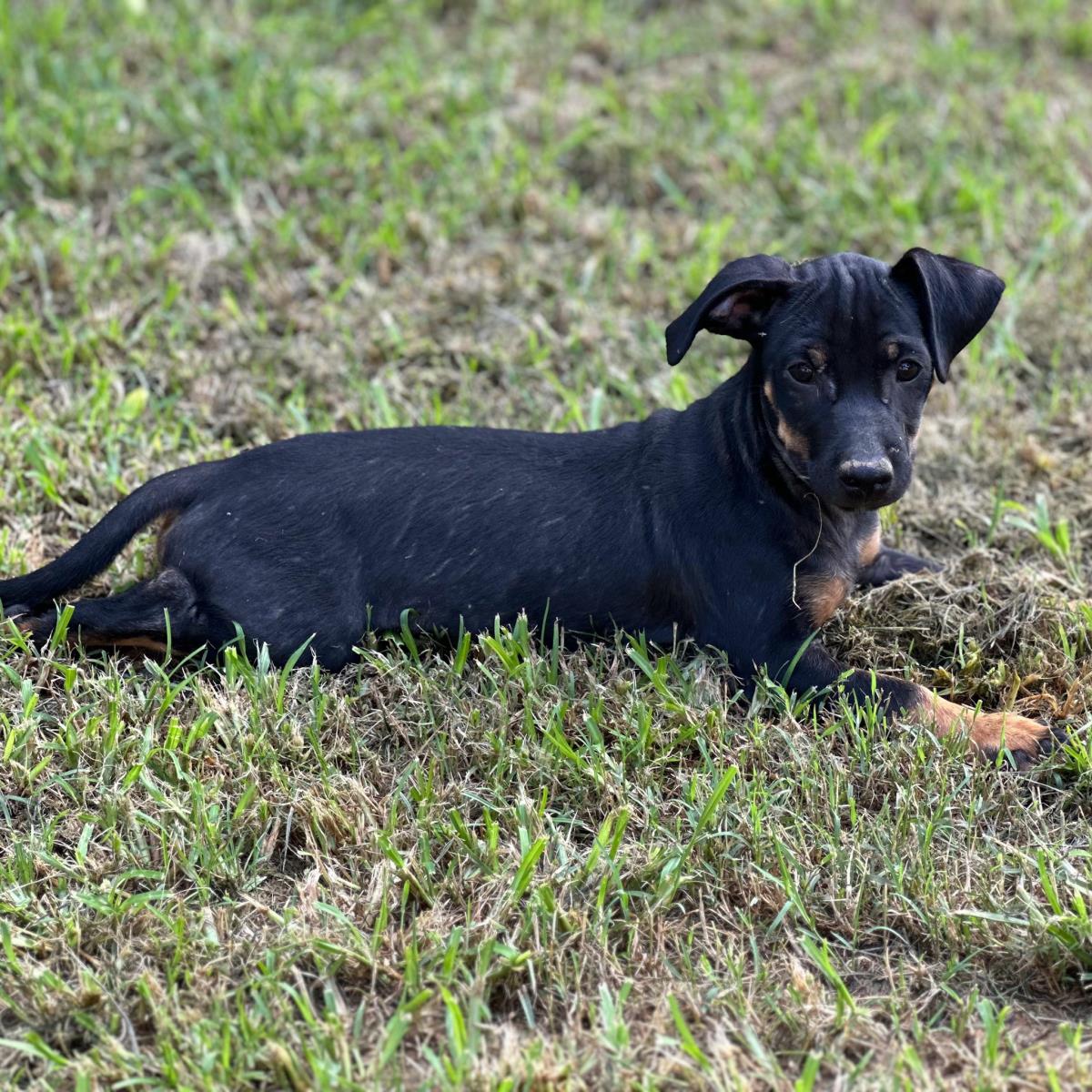 Archie
