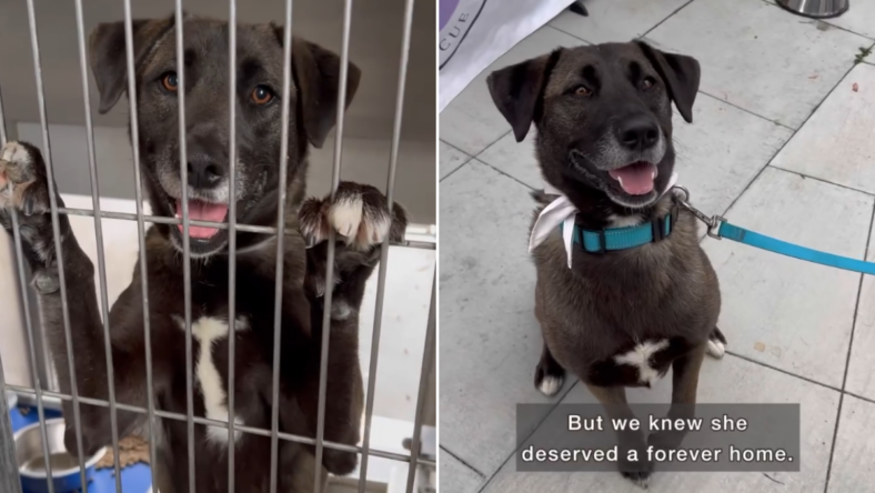 Dog Survived Abuse, a Kill Shelter, & a Deadly Disease—What Came Next Will Melt Your Heart…