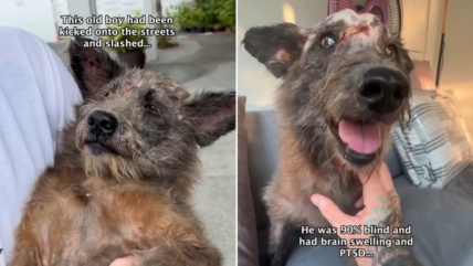 Beaten & Abandoned, Blind Street Dog Proves No Pup Is Beyond Saving 