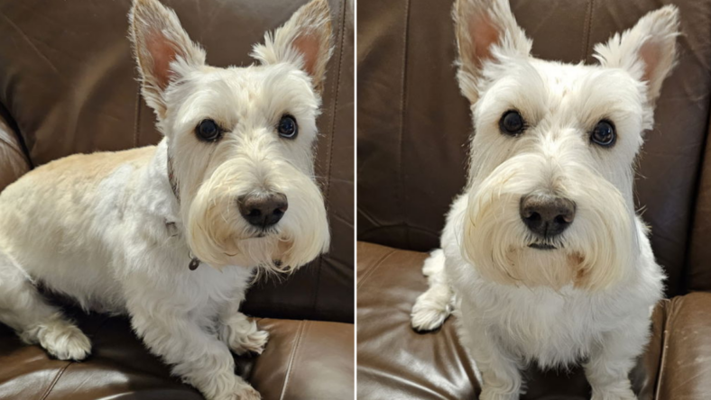 Why This Sweet Scottish Terrier Can't Have Chicken—And Is Desperate for a New Home!