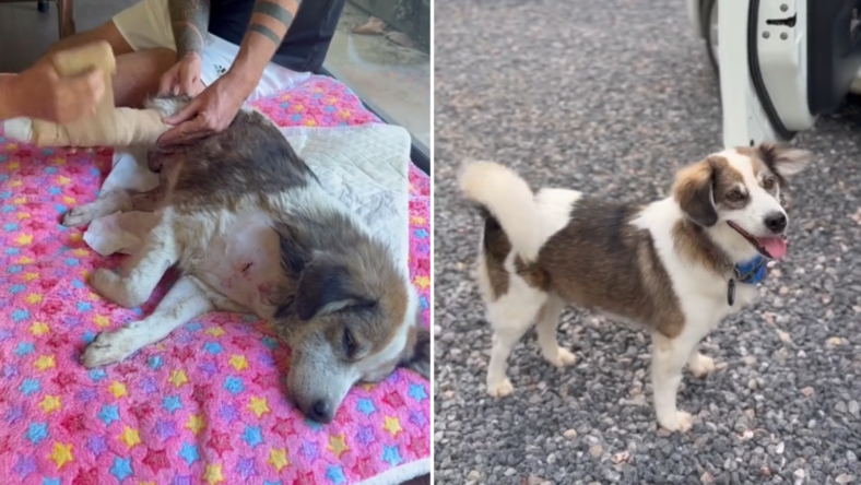 Happy Tears as Abused Street Dog Finds Forever Home… But His New 'Job' Has Everyone Talking!