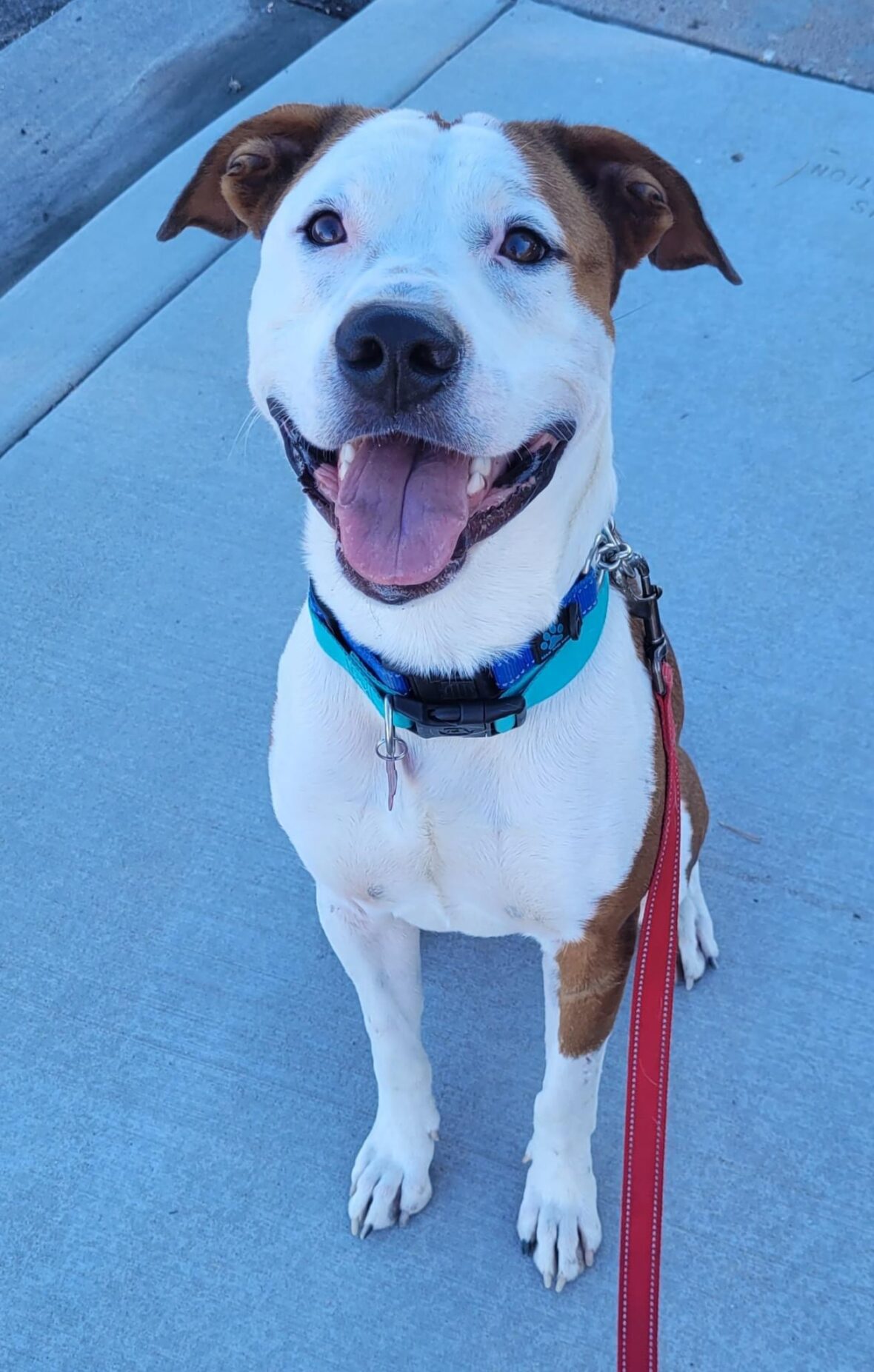 Petey up for Adoption - Rocky Kanaka