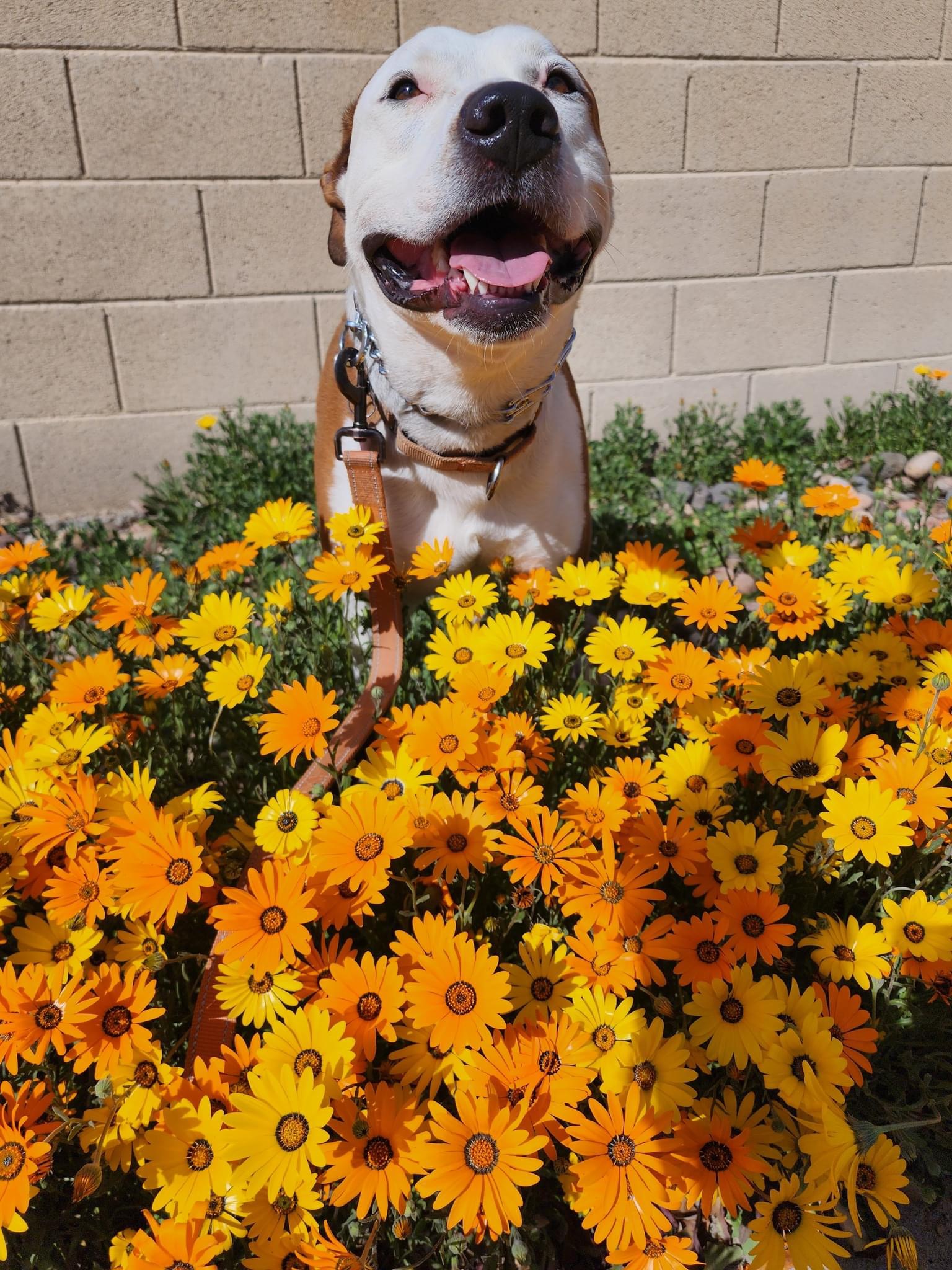 Petey