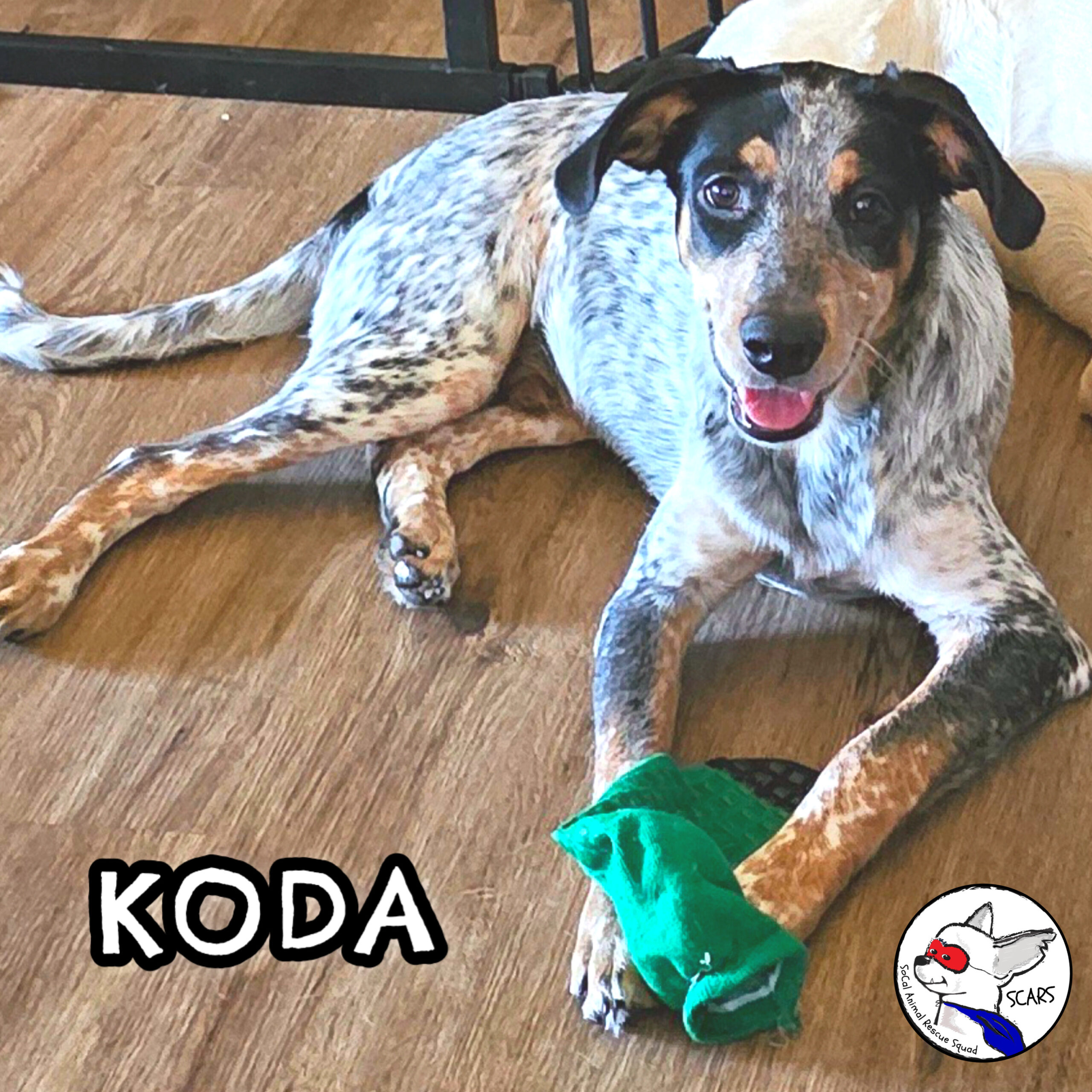 Koda needs a forever home
