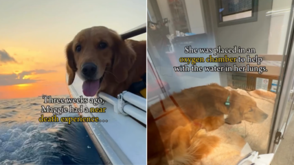 Golden Retriever Nearly Drowned After a Sudden Incident—A Heart-Stopping Lesson in Dog CPR