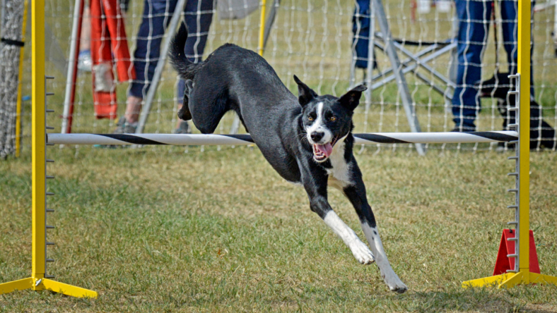 Meet the Rare Dog Breed Only True Californians Know About!