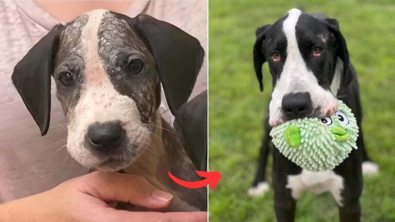 Rescued from Neglect & Starvation, this Great Dane Is Ready to Give Love Another Try