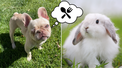 One-Eyed French Bulldog Puppy Needs a Home But There’s a Catch—He Can Only Eat Raw Rabbit Meat Dog Food