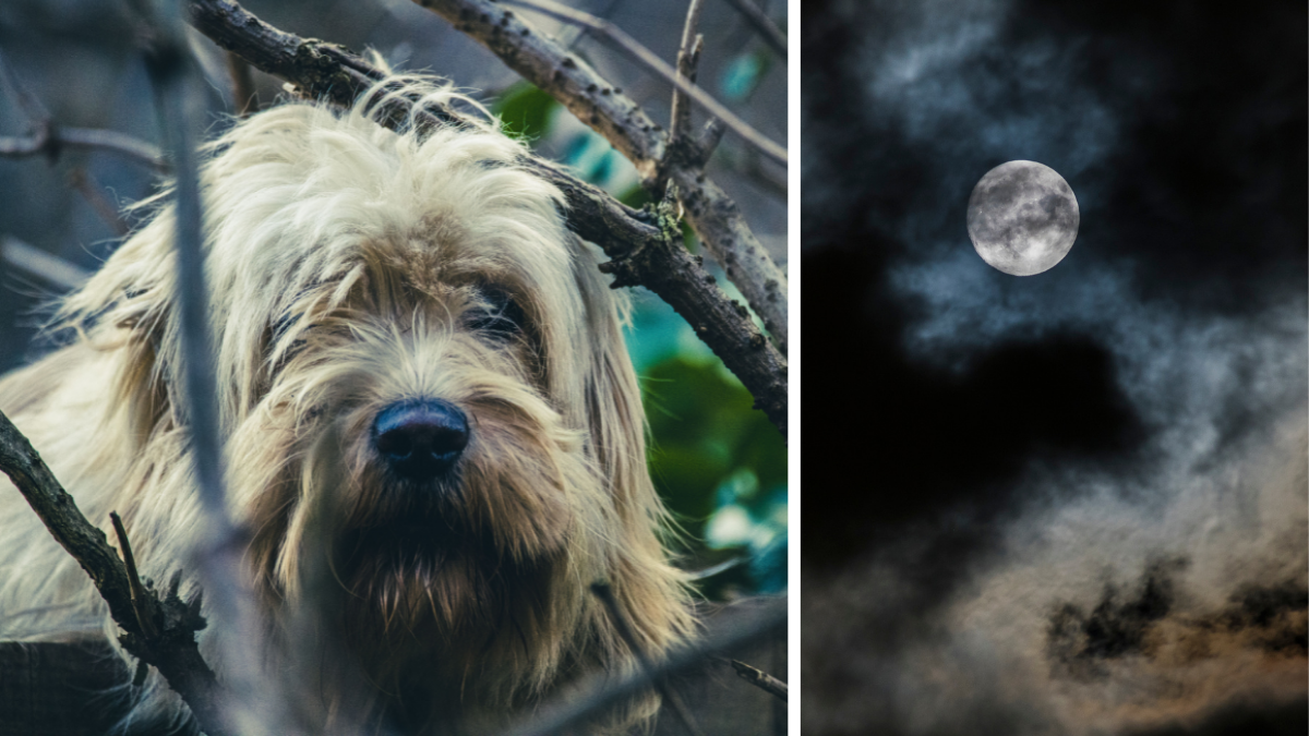 Legends Say this Ancient Korean Dog Can Fight Off Evil Spirits: Meet ...